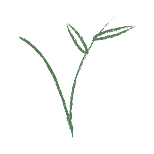 illustration d'une plante